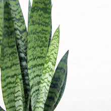 Load image into Gallery viewer, Sansevieria Zeylanica 'Snake Plant'