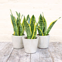 Load image into Gallery viewer, Sansevieria Trifasciata Futura Superba 'Snake Plant'