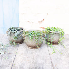 Load image into Gallery viewer, Senecio Herreianus 'String of Pearls'
