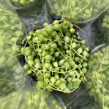 Load image into Gallery viewer, Senecio Herreianus 'String of Pearls'