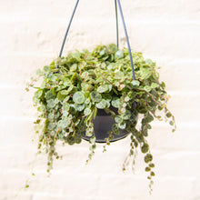 Load image into Gallery viewer, Peperomia Prostrata 'String of Turtles' Hanging Pot