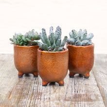 Load image into Gallery viewer, St Tropez Mini Plant Pots For Baby Plants!