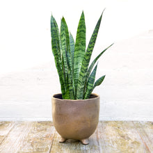 Load image into Gallery viewer, St Tropez Gold Pot (3 sizes)