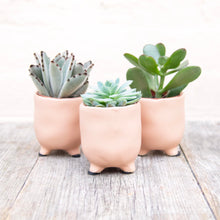 Load image into Gallery viewer, St Tropez Mini Plant Pots For Baby Plants!