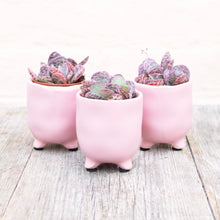 Load image into Gallery viewer, St Tropez Mini Plant Pots For Baby Plants!