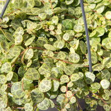 Load image into Gallery viewer, Peperomia Prostrata 'String of Turtles' Hanging Pot