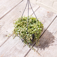 Load image into Gallery viewer, Peperomia Prostrata 'String of Turtles' Hanging Pot