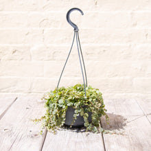 Load image into Gallery viewer, Peperomia Prostrata 'String of Turtles' Hanging Pot