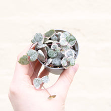 Load image into Gallery viewer, Variegated Ceropegia Woodii 'String Of Hearts'