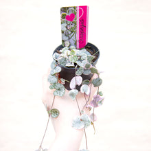 Load image into Gallery viewer, Variegated Ceropegia Woodii 'String Of Hearts'