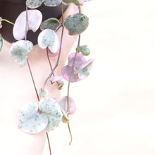 Load image into Gallery viewer, Variegated Ceropegia Woodii 'String Of Hearts'
