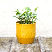 Load image into Gallery viewer, Pisa Plant Pot 13 x 13cm (9 colours)