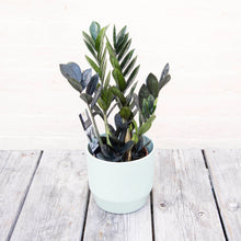 Load image into Gallery viewer, Zamioculcas Zamifolia 'Raven'
