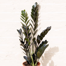 Load image into Gallery viewer, Zamioculcas Zamifolia 'Raven'