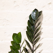 Load image into Gallery viewer, Zamioculcas Zamifolia 'Raven'