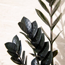 Load image into Gallery viewer, Zamioculcas Zamifolia 'Raven'