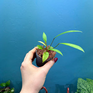 Anthurium Gracile Seedlings A