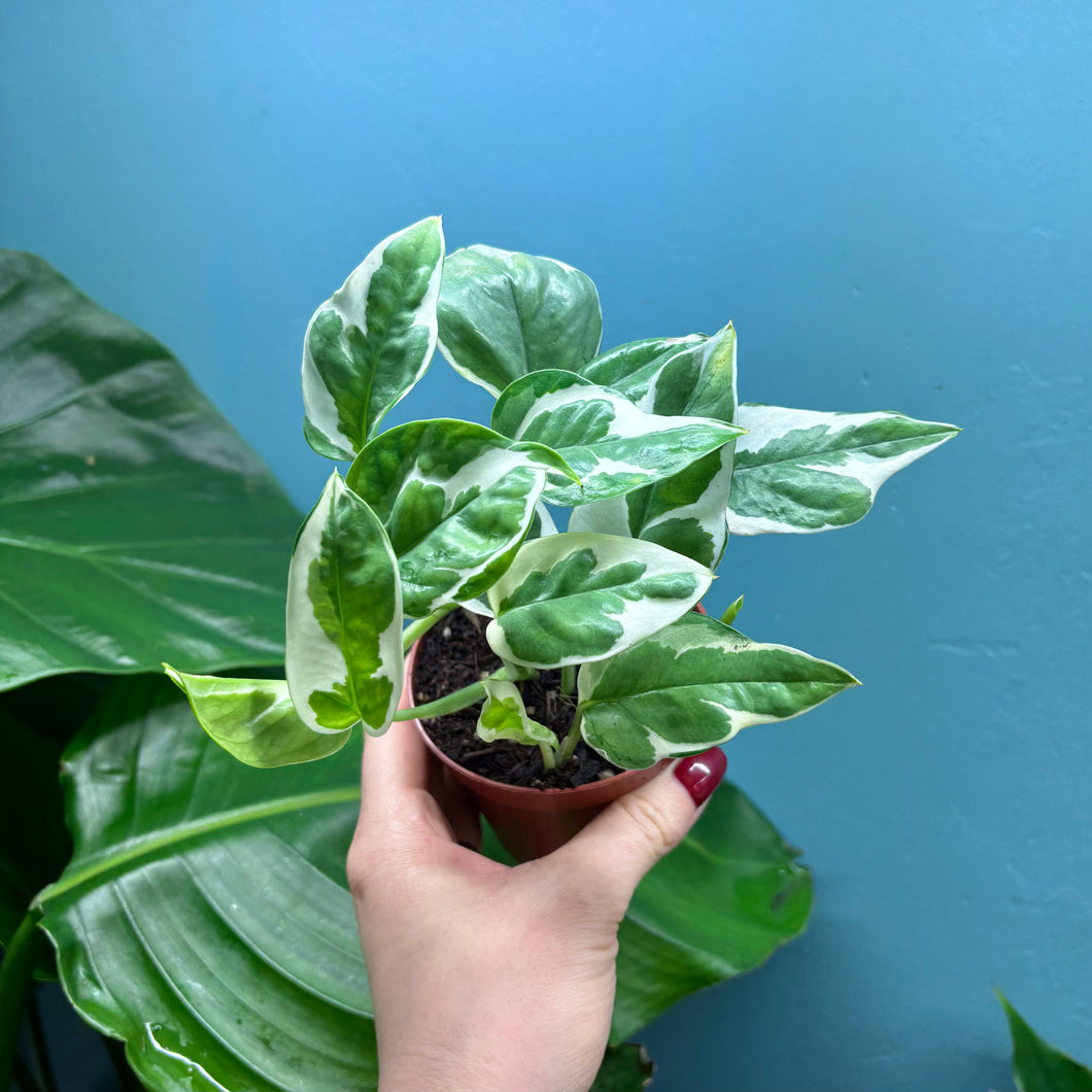 Epipremnum Aureum N'Joy