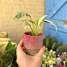 Load image into Gallery viewer, Rhaphidophora Puberula Variegata

