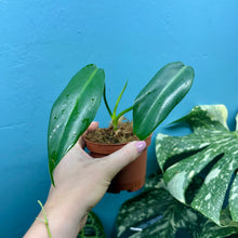 Load image into Gallery viewer, Philodendron 'Jerry Horne'
