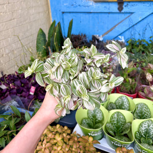 Tradescantia Brightness 'Silver Inch Plant'