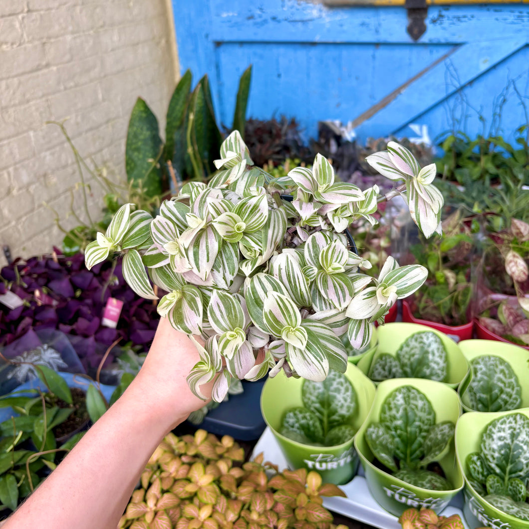 Tradescantia Brightness 'Silver Inch Plant'