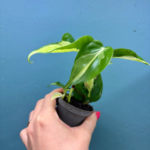 Philodendron 'Cream Splash'