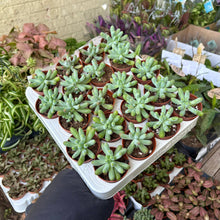 Load image into Gallery viewer, Graptosedum Pachyphyllum
