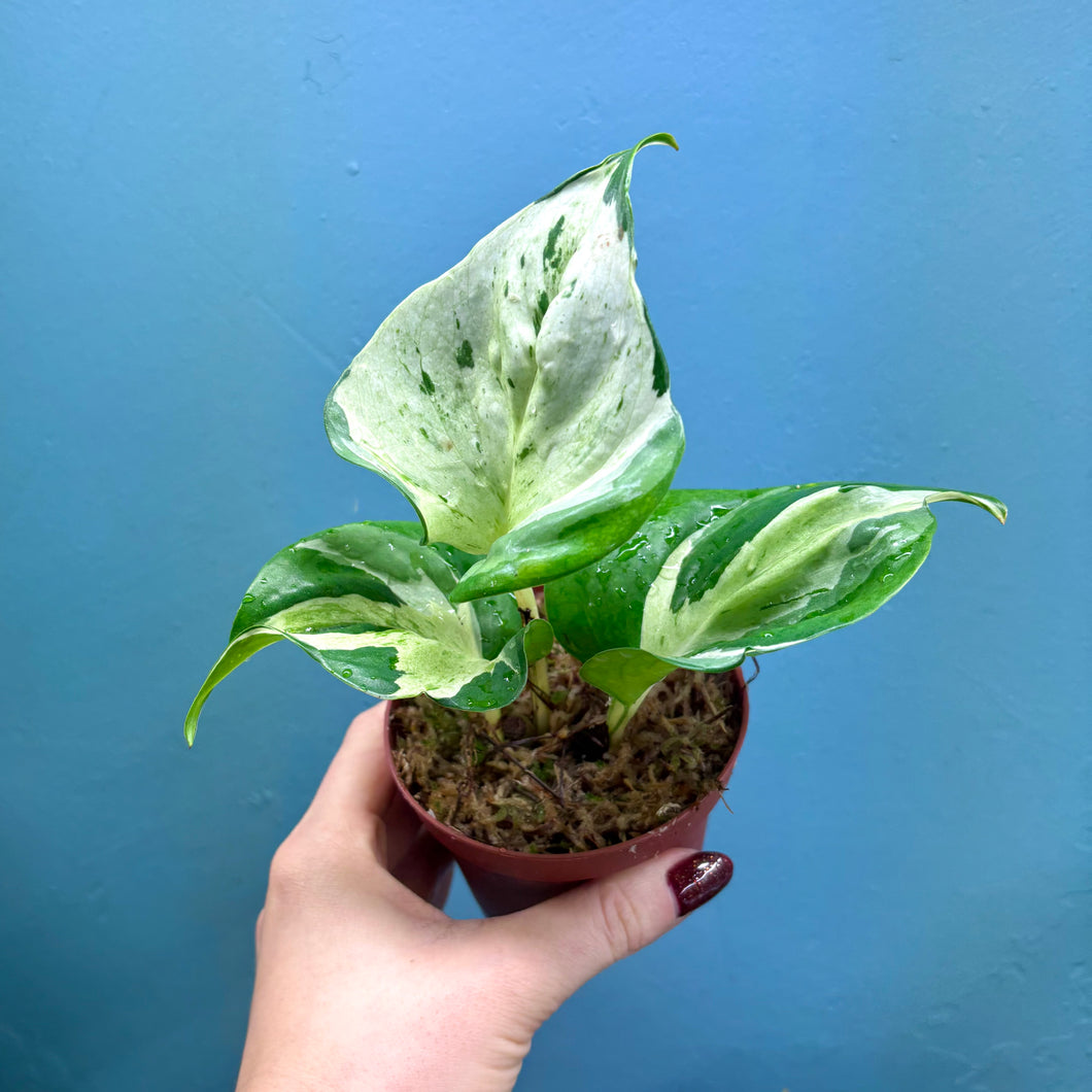 Epipremnum Aureum 'Happy Leaf'