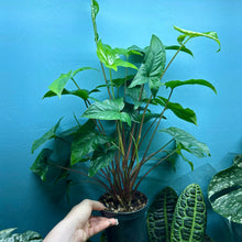 Load image into Gallery viewer, Syngonium Podophyllum
