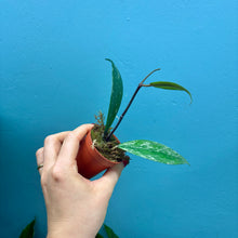 Load image into Gallery viewer, Baby Hoya Pubicalyx Rooted Cuttings
