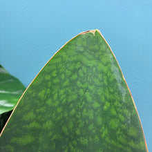 Load image into Gallery viewer, Sansevieria Masoniana &#39;Victoria&#39; (Whale Fin)
