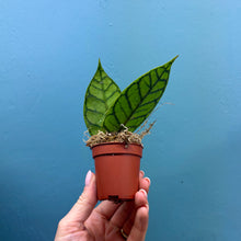 Load image into Gallery viewer, Hoya Callistophylla Propagation Pot
