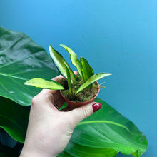 Load image into Gallery viewer, Baby Hoya Wayetii Variegated
