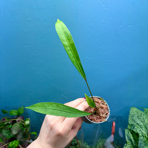 Anthurium Gracile Seedling C