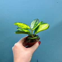Load image into Gallery viewer, Hoya Australis Lisa Propagation Pot
