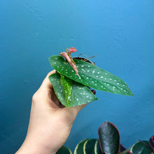 Load image into Gallery viewer, Begonia Tamaya Maculata Rooted Cutting Pot
