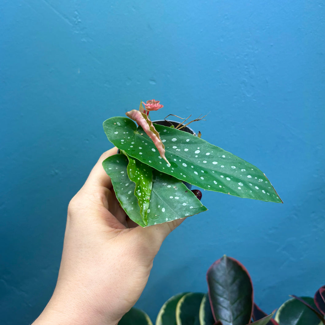 Begonia Tamaya Maculata Rooted Cutting Pot