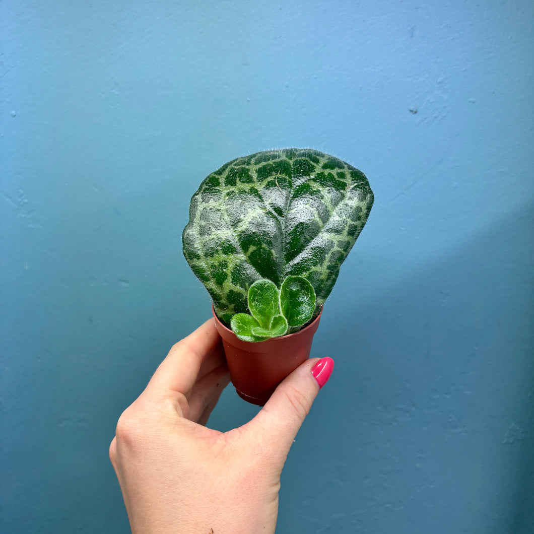 Streptocarpus 'Pretty Turtle' Rooted Propagation Small Plant