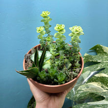 Load image into Gallery viewer, Propagation Bundle Tub - Succulent Mega Mix!
