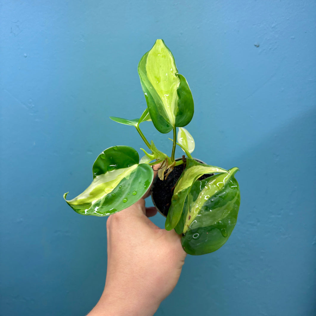 Philodendron 'Cream Splash'