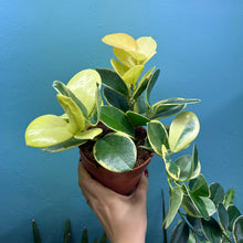 Load image into Gallery viewer, Hoya Australis Blondie
