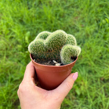 Load image into Gallery viewer, Hildewintera Aureispina F. Cristata
