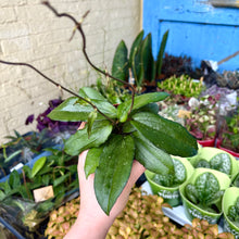 Load image into Gallery viewer, Hoya Erythrina
