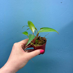 Philodendron Erubescens 'Red Emerald'