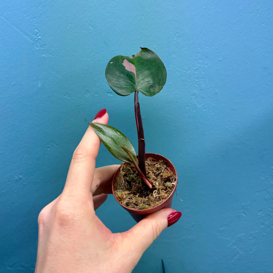 Philodendron 'Pink Princess'
