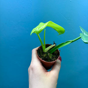 Philodendron Bipennifolium 'Golden Violin’ B