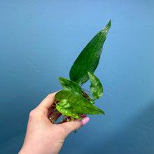 Load image into Gallery viewer, Epipremnum 'Skeleton Key'
