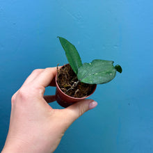 Load image into Gallery viewer, Hoya Erythrina
