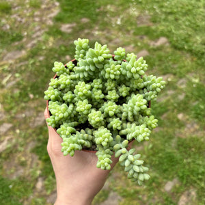 Sedum Morganianum ‘Burrito’